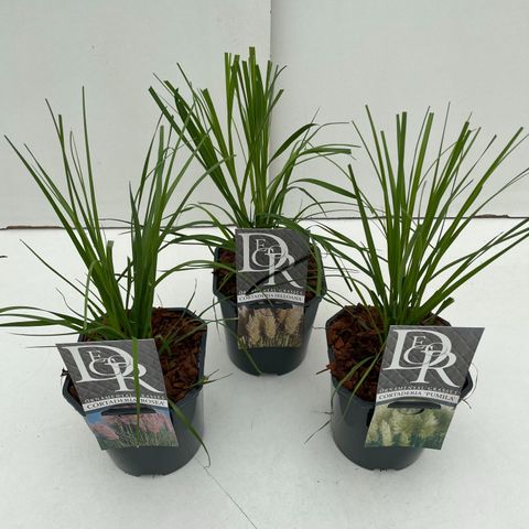 Cortaderia selloana MIX