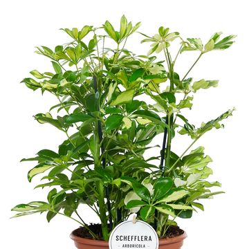 Schefflera arboricola 'Carnaval'