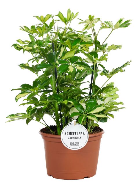 Schefflera arboricola 'Carnaval'