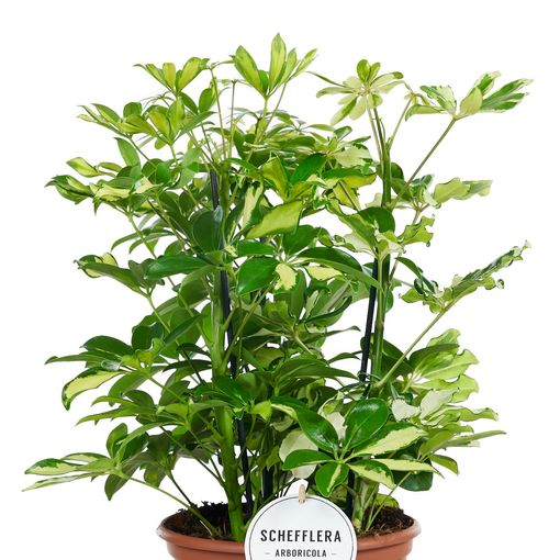 Schefflera arboricola 'Carnaval'