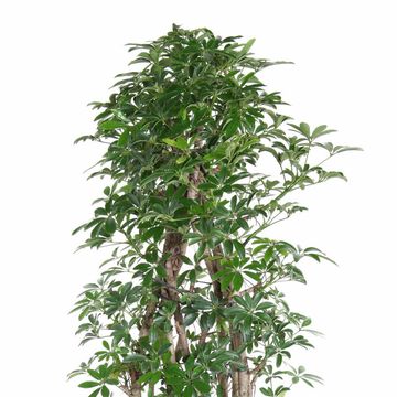 Schefflera arboricola 'Luseana'