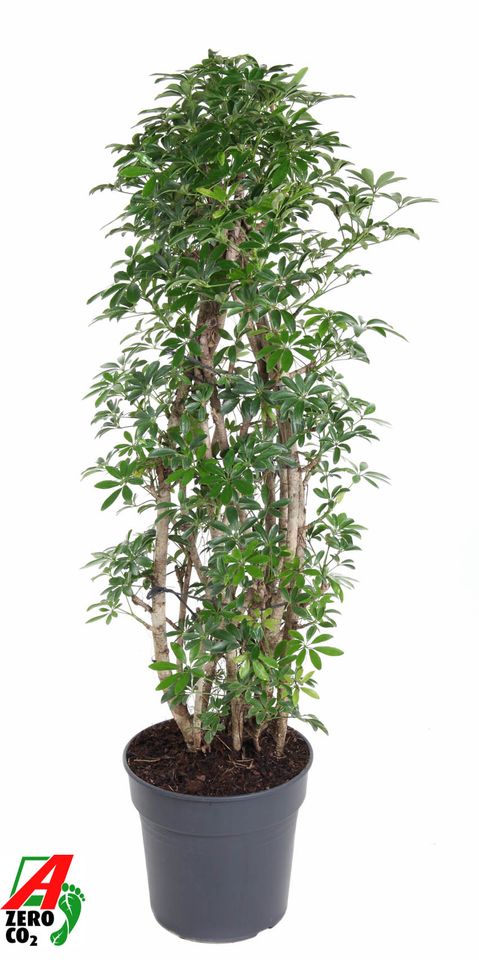 Schefflera arboricola 'Luseana'