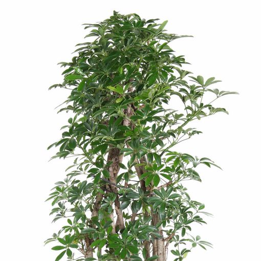 Schefflera arboricola 'Luseana'