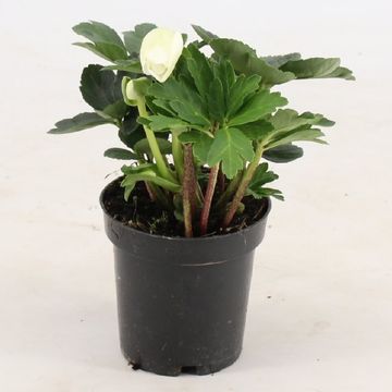 Helleborus niger 'Christmas Carol'