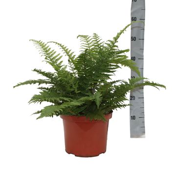 Dryopteris affinis 'Crispa'