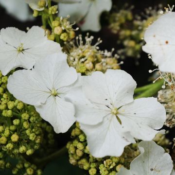 Hydrangea quercifolia ICE CRYSTAL