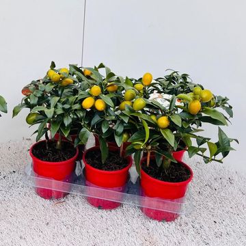 Citrus margarita 'Nagami'