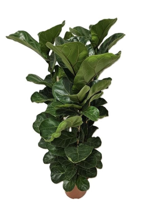 Ficus lyrata 'Bambino'