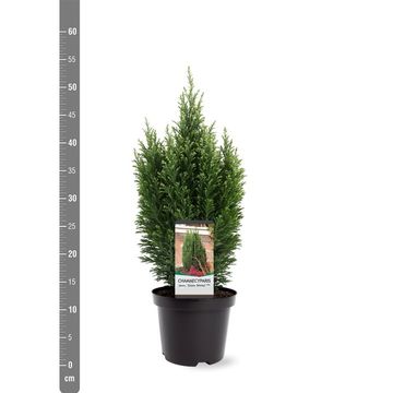 Chamaecyparis lawsoniana 'Snow White'