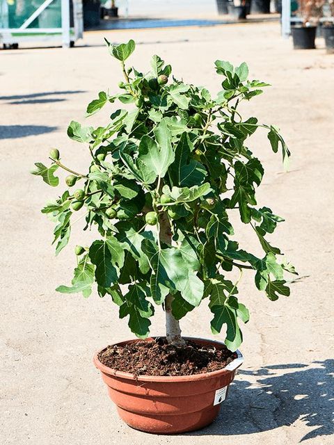 Ficus carica