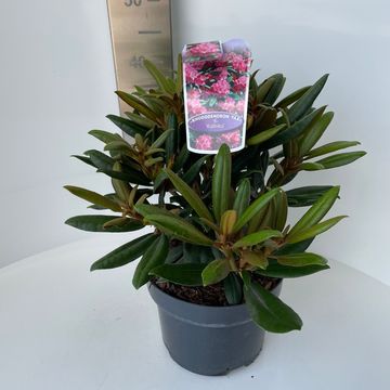 Rhododendron 'Калинка' (Y)