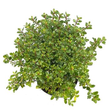 Escallonia 'Red Dream'