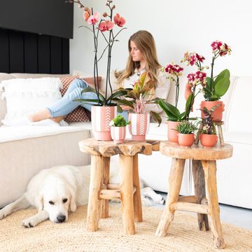 Pot KOLIBRI HOME INDIAN SUMMER