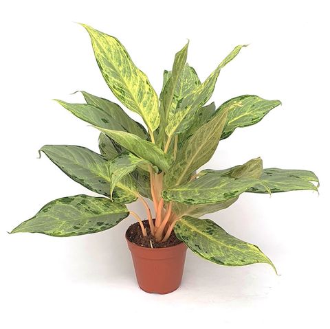 Aglaonema 'Peacock'