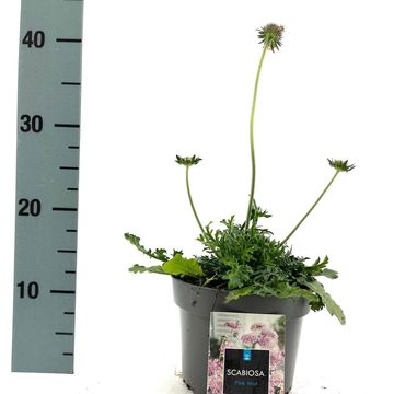 Scabiosa columbaria 'Пинк Мист'
