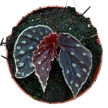 Begonia 'Firefly'