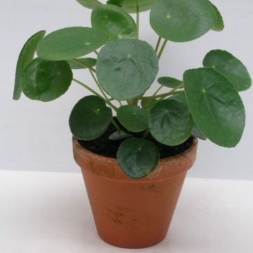 Pilea peperomioides