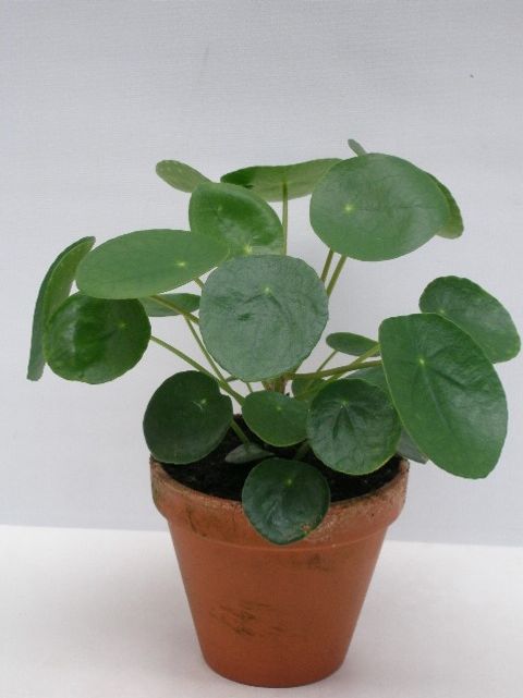 Pilea peperomioides