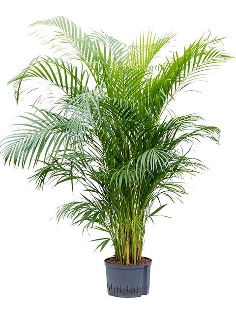 Dypsis lutescens