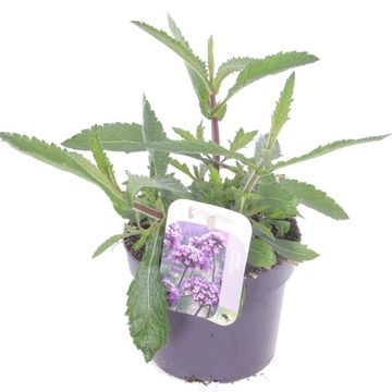 Verbena bonariensis 'Violet Blue'