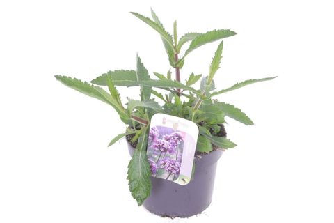 Verbena bonariensis 'Violet Blue'