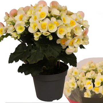 Begonia VALENTINO WHITE