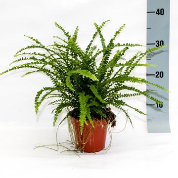 Nephrolepis cordifolia 'Duffii'