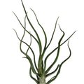 Tillandsia bulbosa