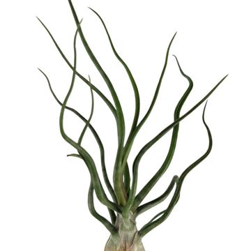 Tillandsia bulbosa