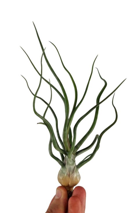 Tillandsia bulbosa