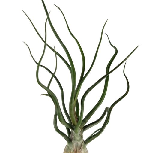 Tillandsia bulbosa