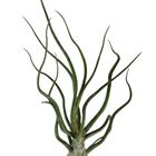 Tillandsia bulbosa