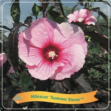 Hibiscus SUMMERIFIC SUMMER STORM