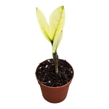 Zamioculcas zamiifolia 'Chameleon'