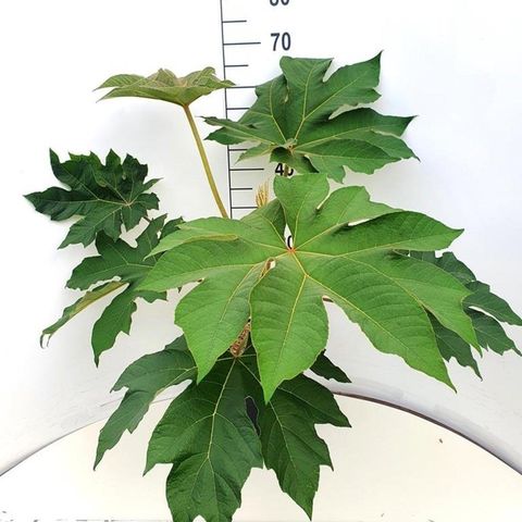 Tetrapanax papyrifer 'Rex'