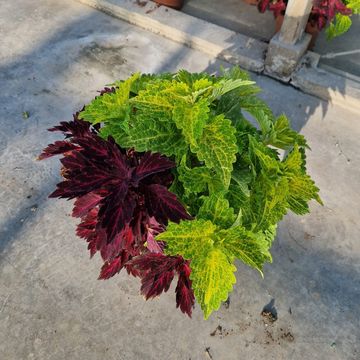 Coleus MIX IN POT
