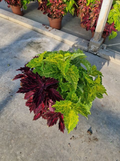 Coleus MIX IN POT