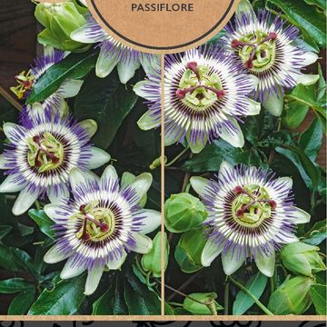 Passiflora caerulea