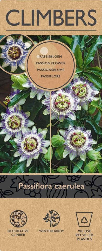 Passiflora caerulea