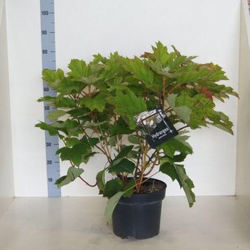 Hydrangea quercifolia