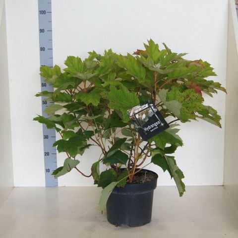 Hydrangea quercifolia