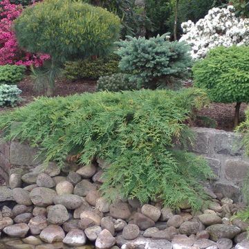 Microbiota decussata