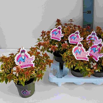 Abelia x grandiflora LADY SUMMERDREAM