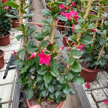Mandevilla SUMMERSTAR NEON PINK