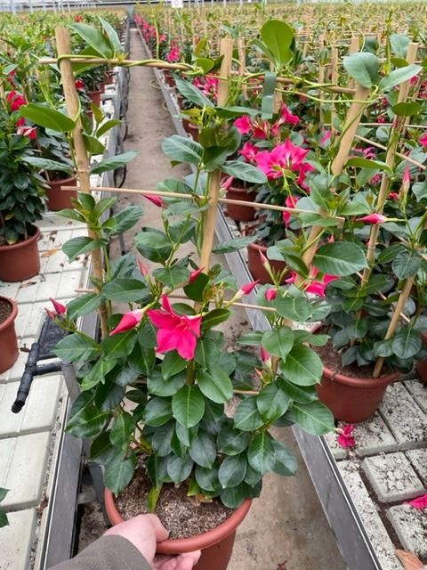 Mandevilla SUMMERSTAR NEON PINK