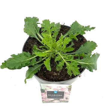 Scabiosa columbaria 'Pink Mist'