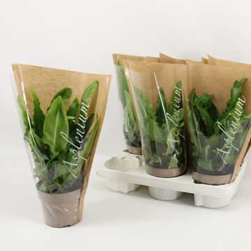 Asplenium scolopendrium