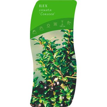 Ilex crenata 'Convexa'