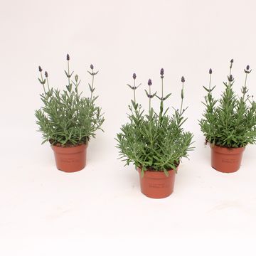 Lavandula angustifolia