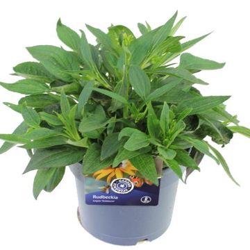 Rudbeckia fulgida 'Little Goldstar'